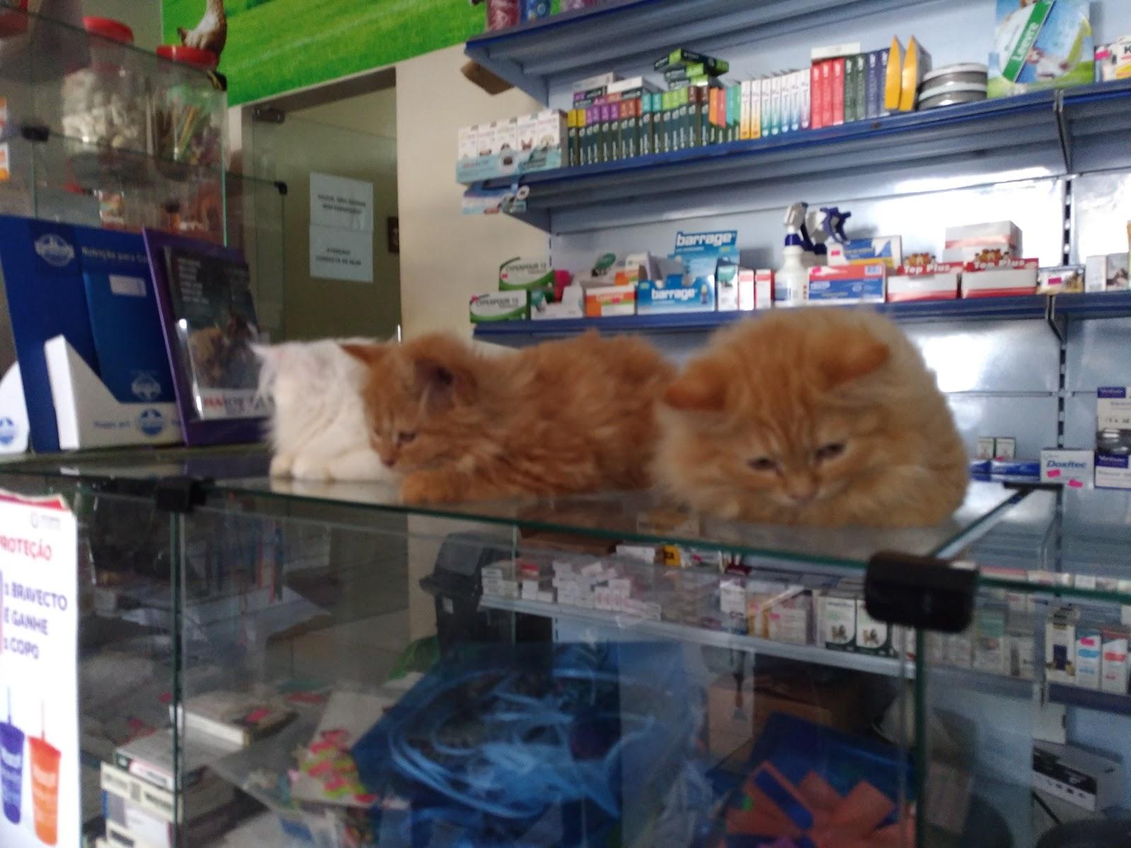 Prime Pet Shop - Foto 3