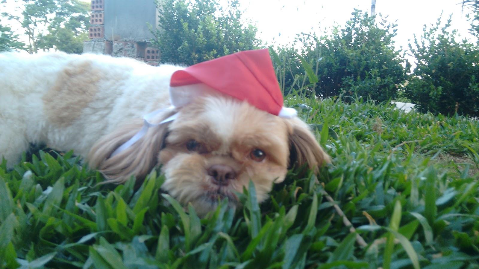 Stilo Pet Banho E Tosa