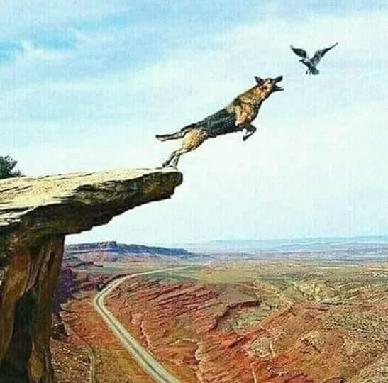 Hospital Veterinário Cav