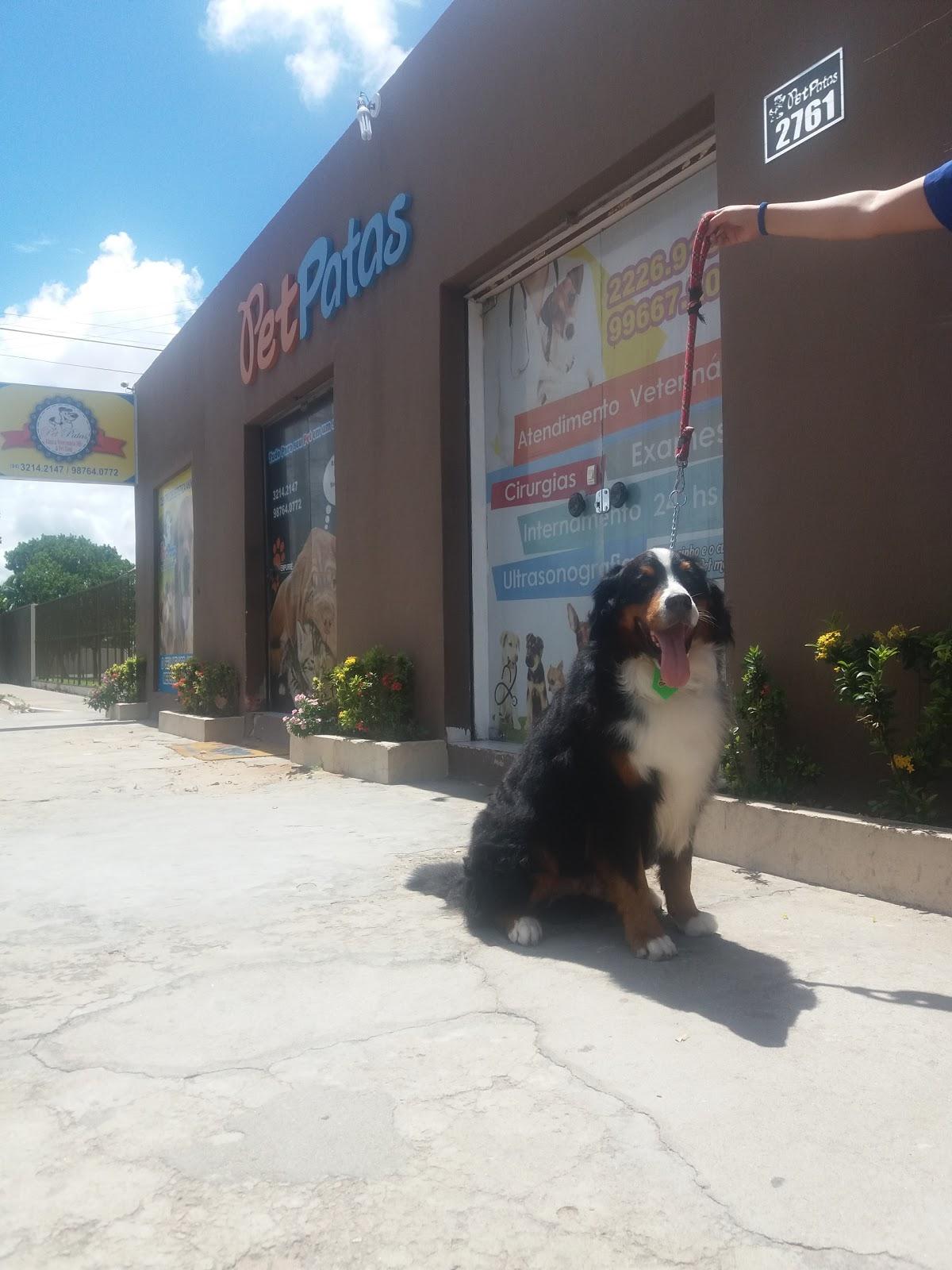 Pet Patas - Foto 2