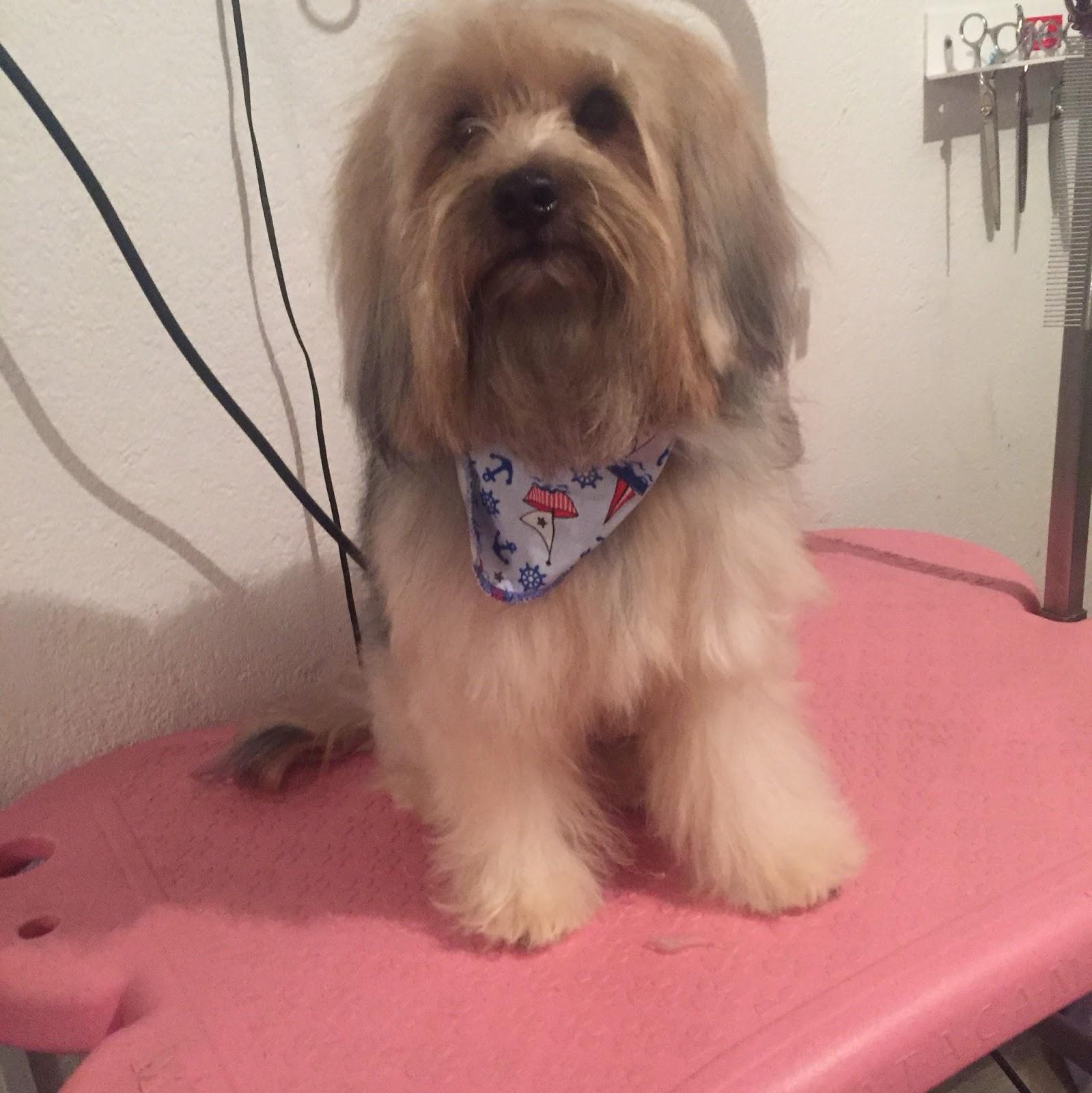 Estética Pet LiLian