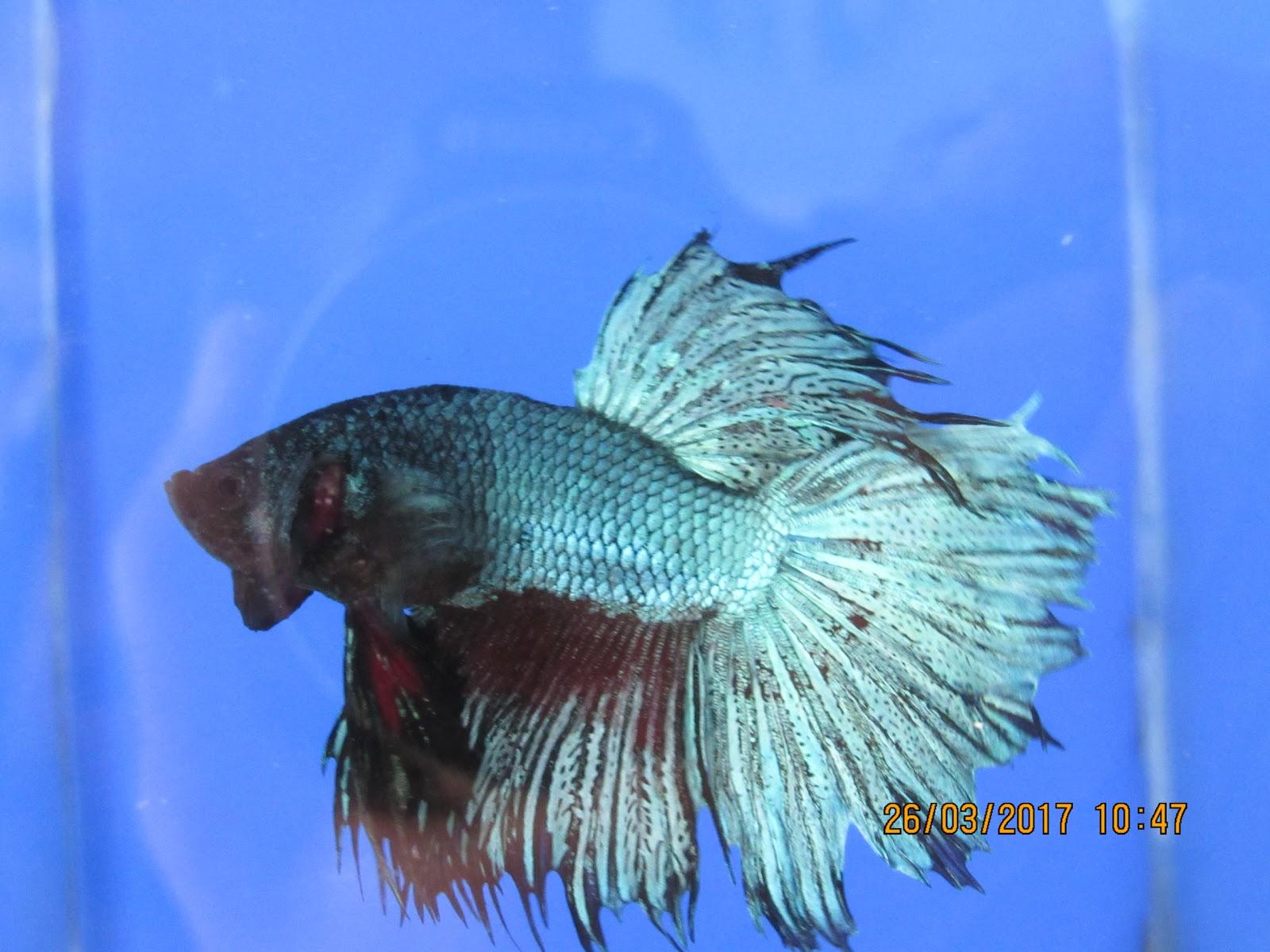 Loja Aquários - Peixes Ornamentais /Juazeiro e Petrolina