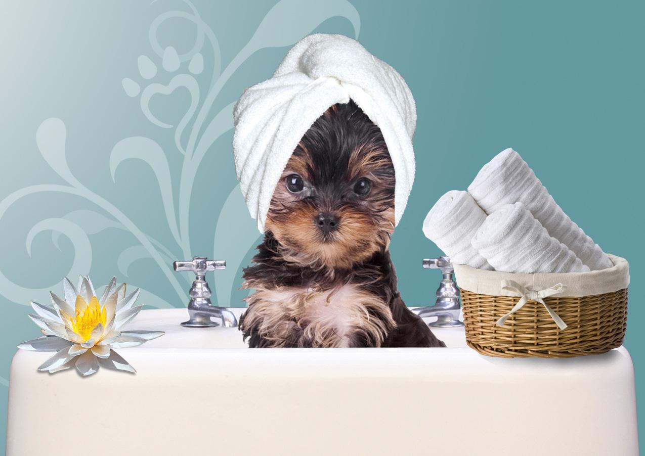 Pet Ville Veterinary Store - Foto 2