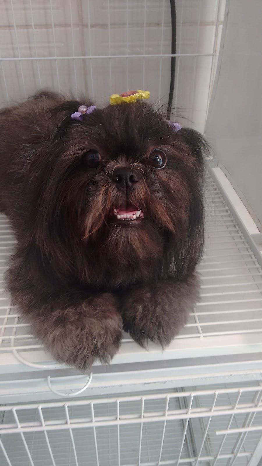 KI CÃO LIMPINHO - Pet Shop - Foto 3