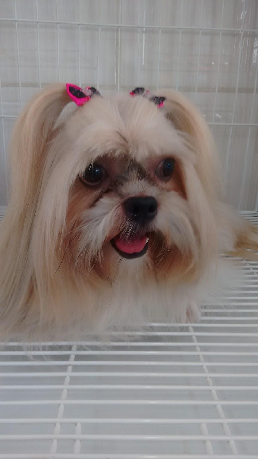 KI CÃO LIMPINHO - Pet Shop - Foto 5