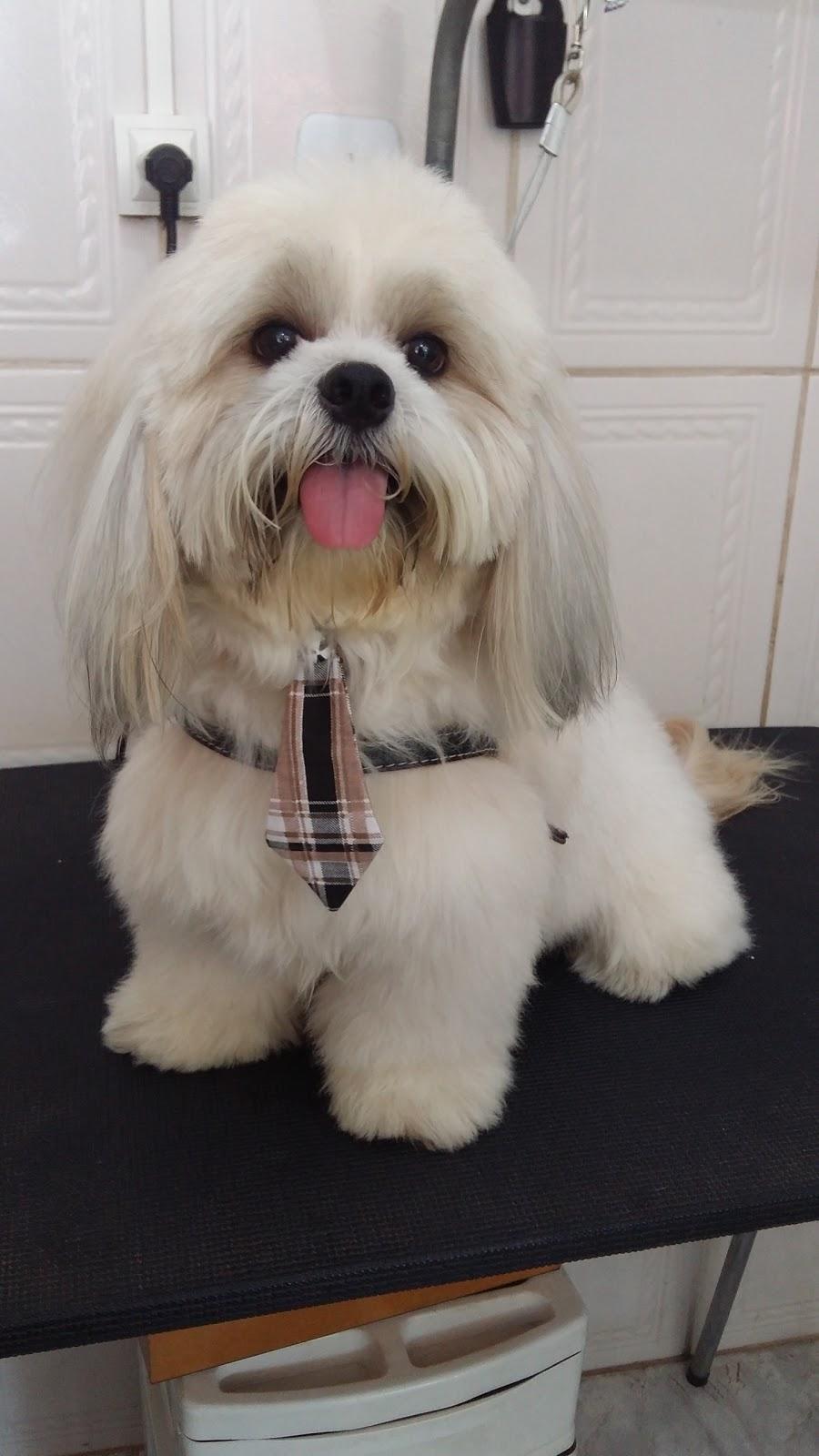 KI CÃO LIMPINHO - Pet Shop - Foto 2