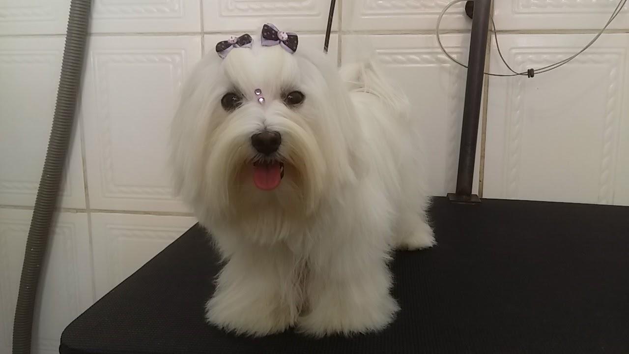 KI CÃO LIMPINHO - Pet Shop - Foto 4