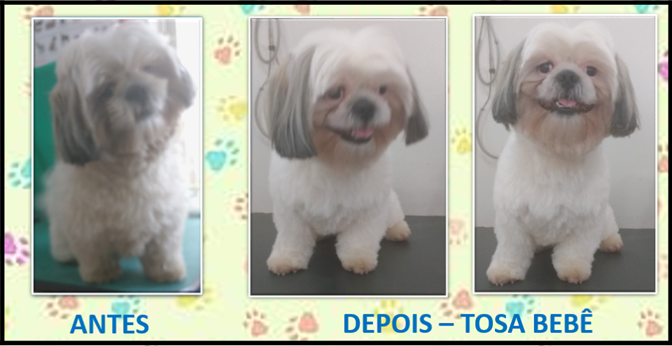 Veterinária Donos da Casa