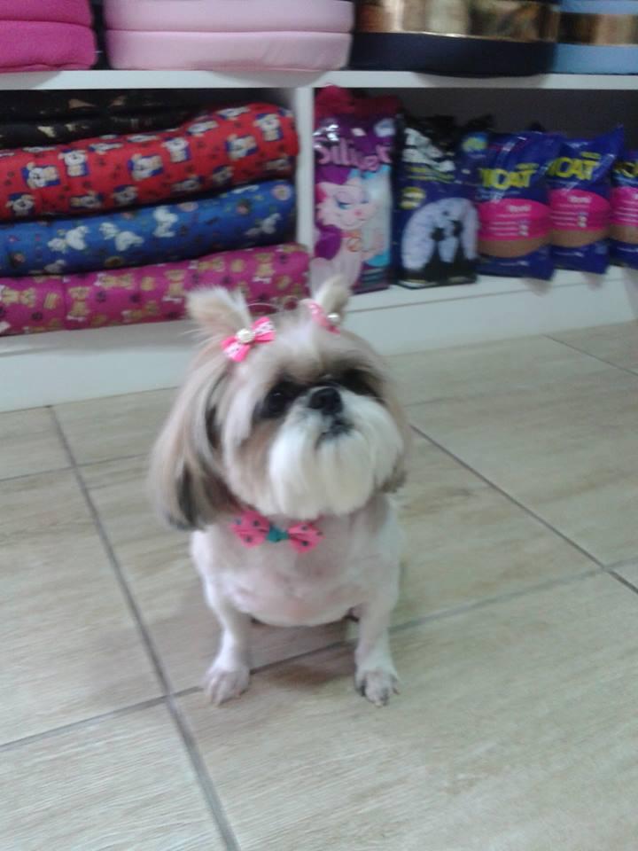 Pet Boutique - Foto 2