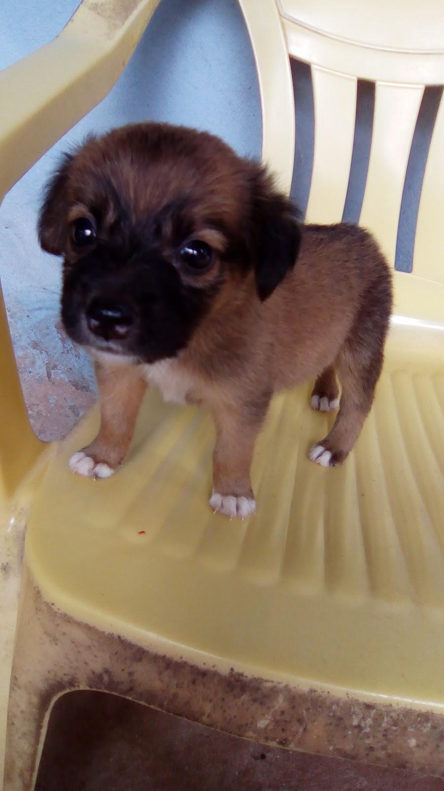 Veterinária e Pet Shop Tijucal