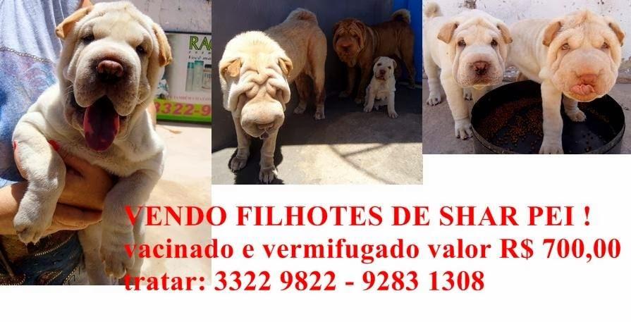 Filhotes de cães Shar Pei