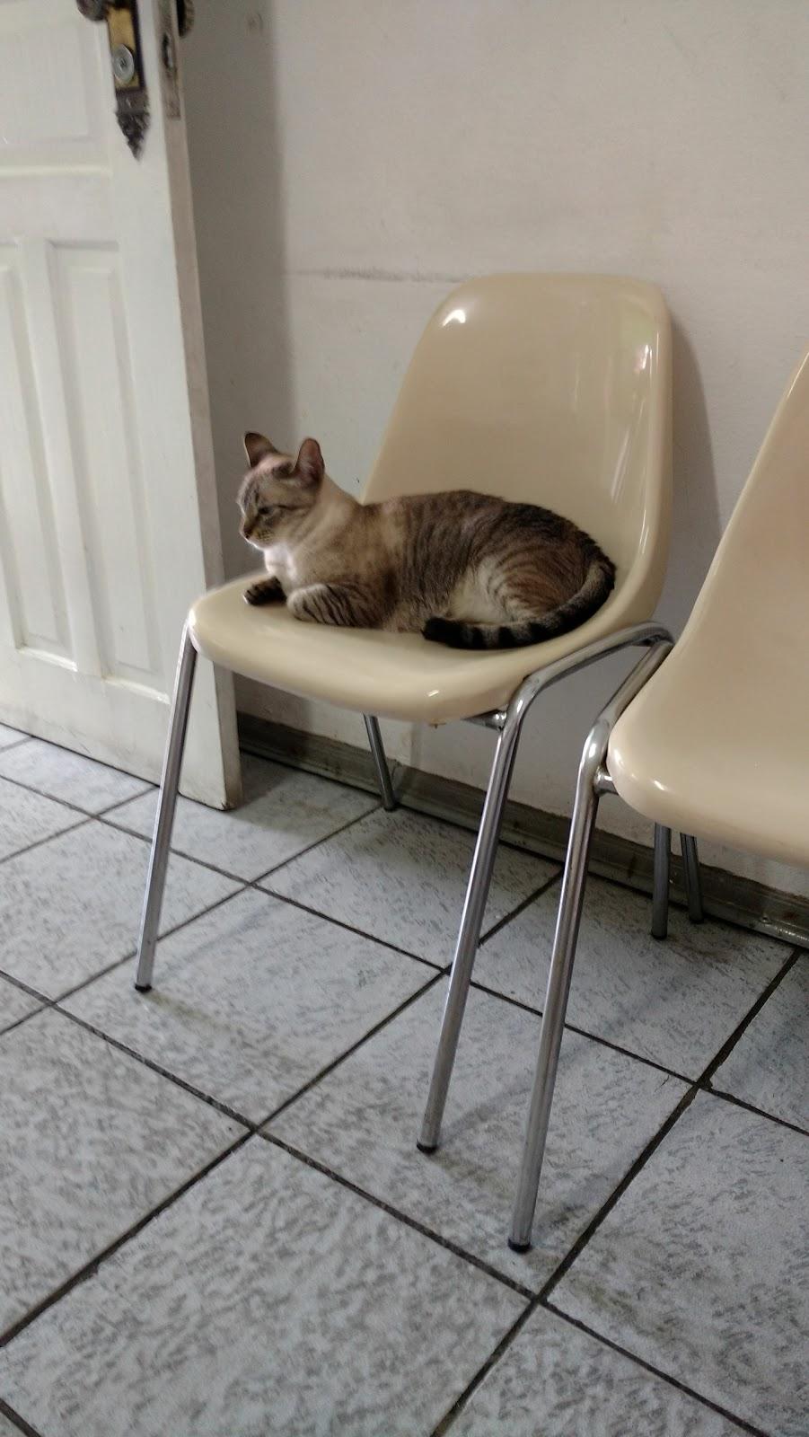 Clínica Veterinária Dra.Adriana Marci Santos