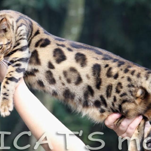 Petclube Amigo Amichetti - Pet Shop em Juquitiba
