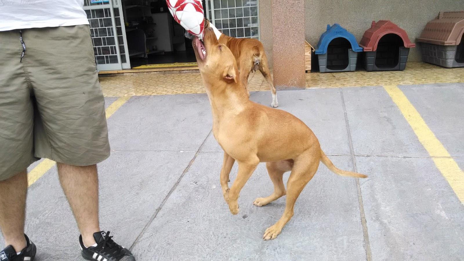 Clínica Veterinária To Limpinho