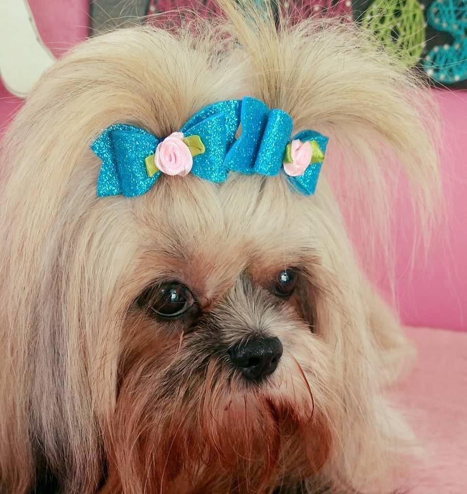 Tratos & Mimos Pet Shop - Foto 5