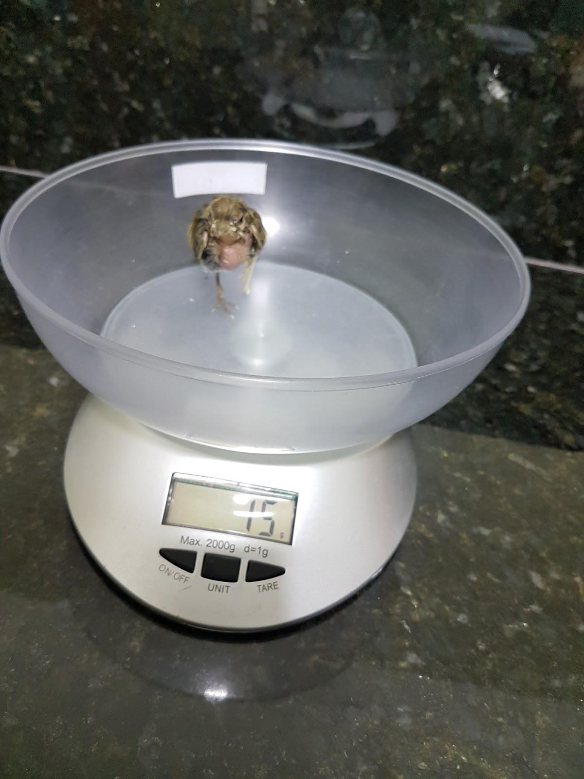 Veterinary clinic Zoovet