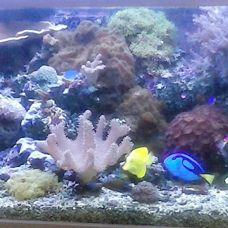 Aquarium Pet - Pet Shop em Francisco Beltrão
