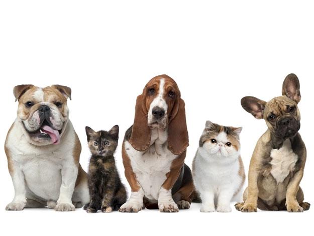 AGROPET LEYES- Venda de Rações, produtos para seu Pet e muito mais.