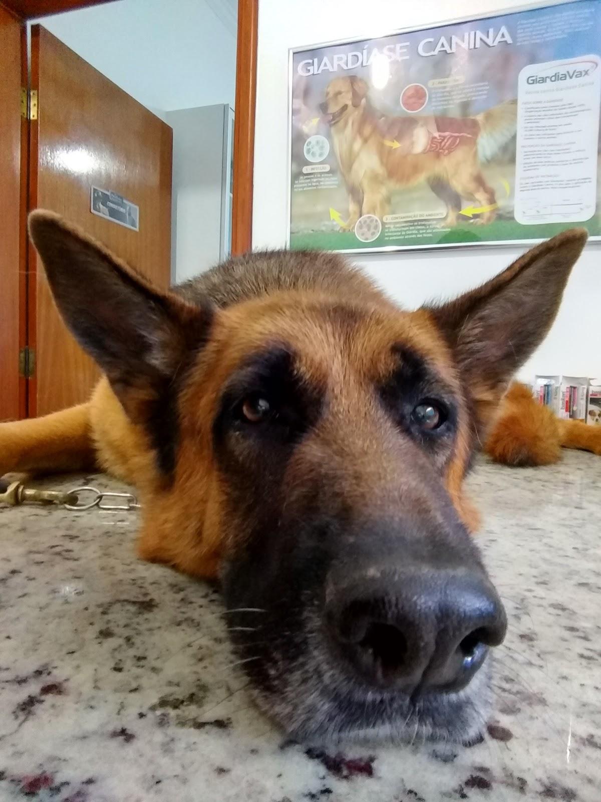 Centro clínico veterinário Unipet Dracena