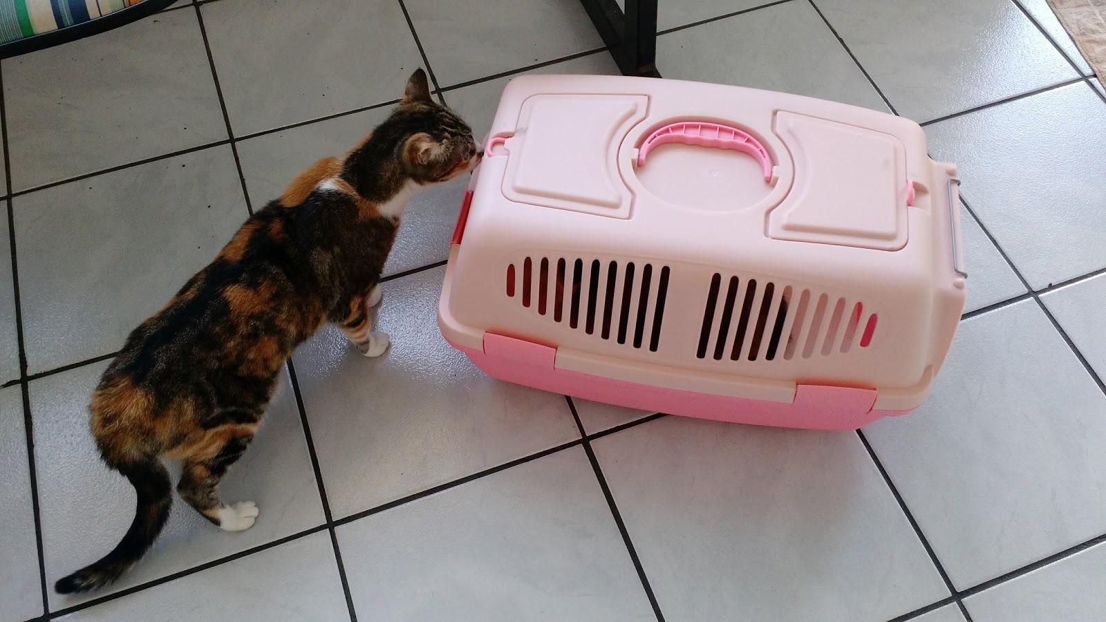 Veterinary Clinic St. Bernard