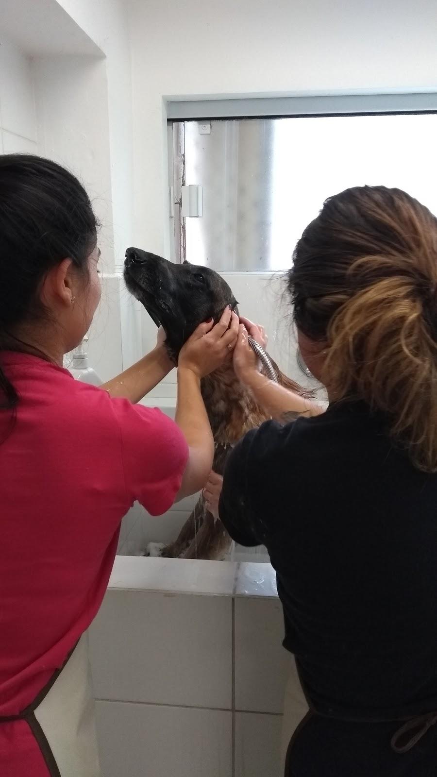Pet Care Center - Foto 5