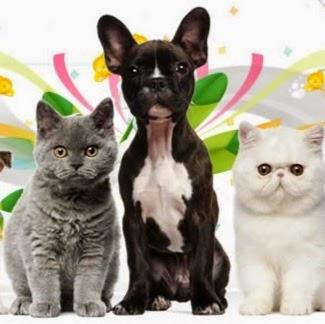 Pet Care Center - Foto 2