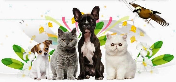 Pet Care Center - Foto 3