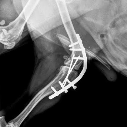 Clínica Veterinária Saint Germain