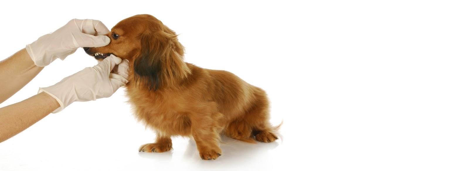BucalVet - Odontologia Veterinária - Pet Shop em Florianópolis