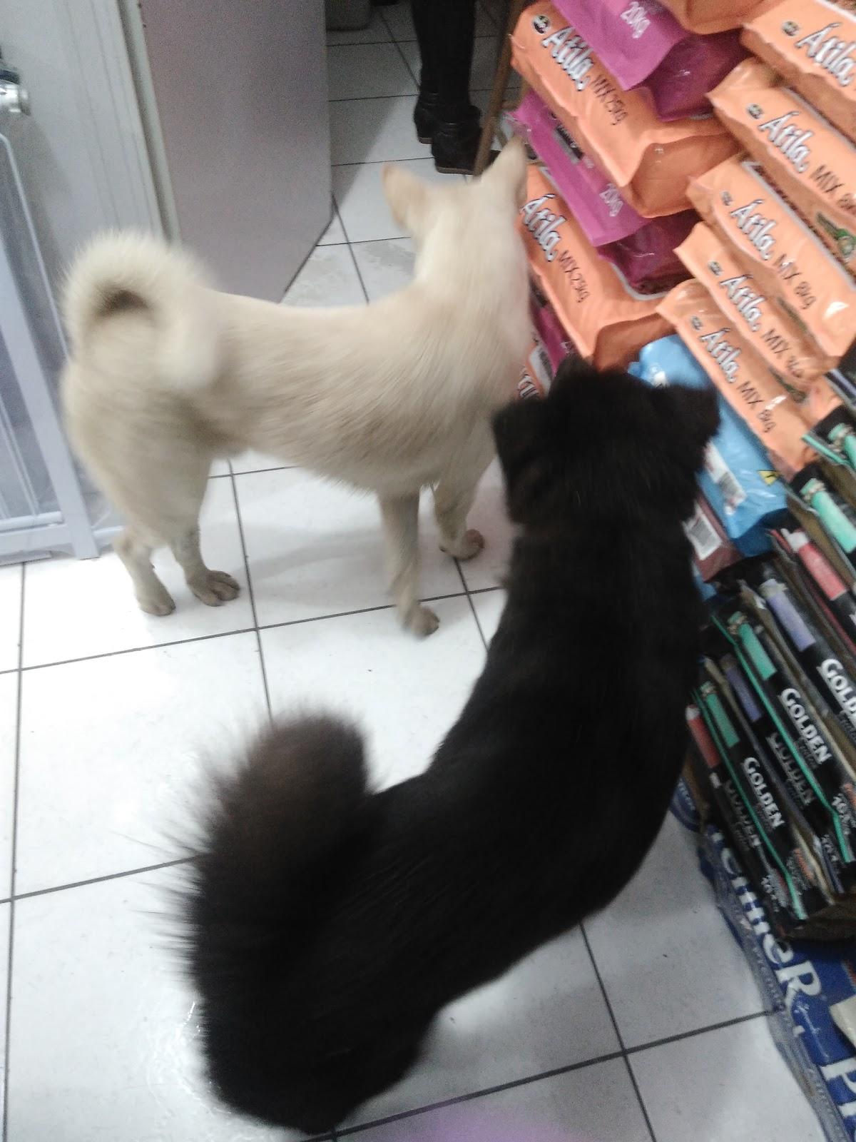 Pet Shop Veneg - Foto 4