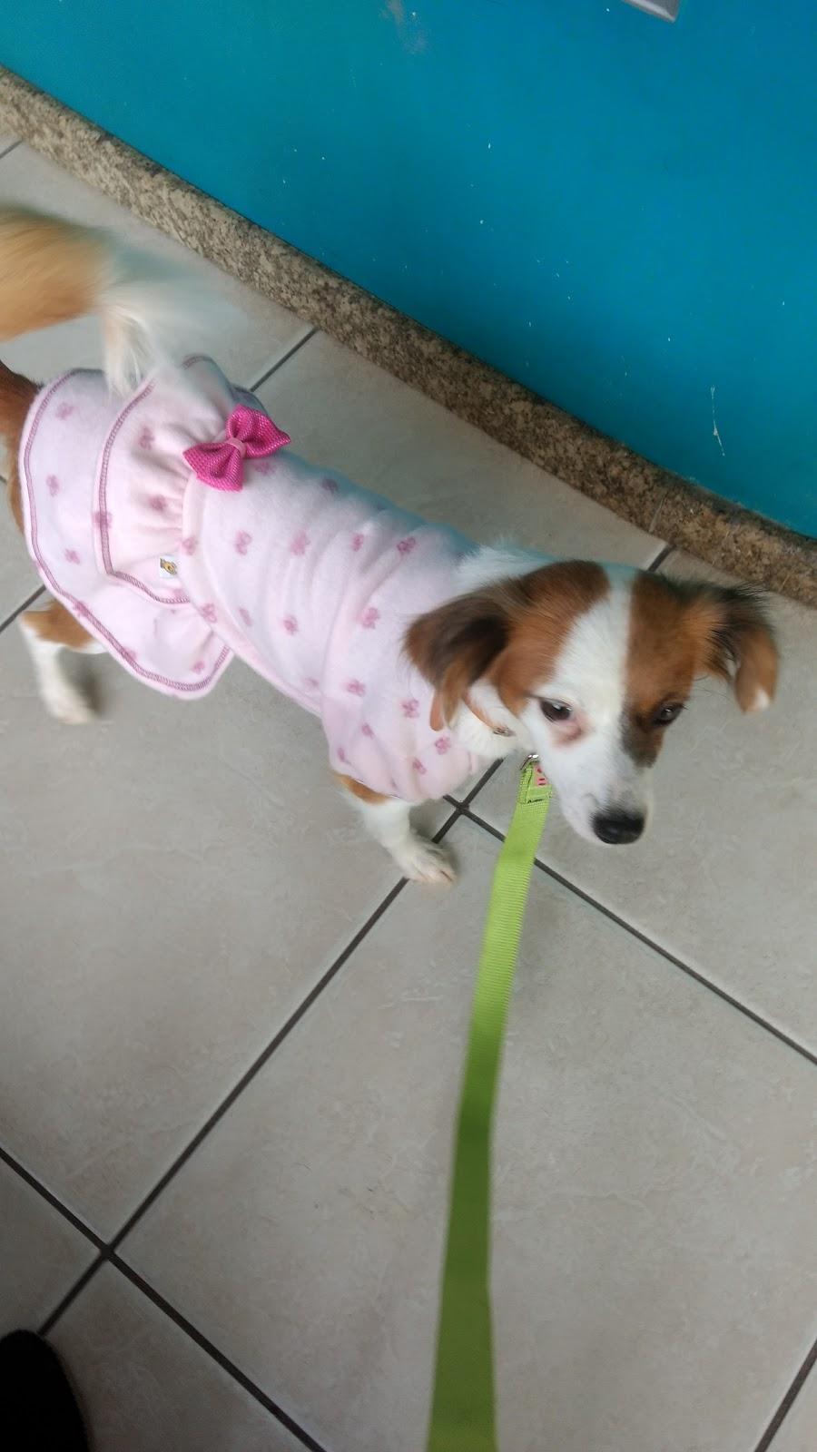 Banho Tosa - Foto 2