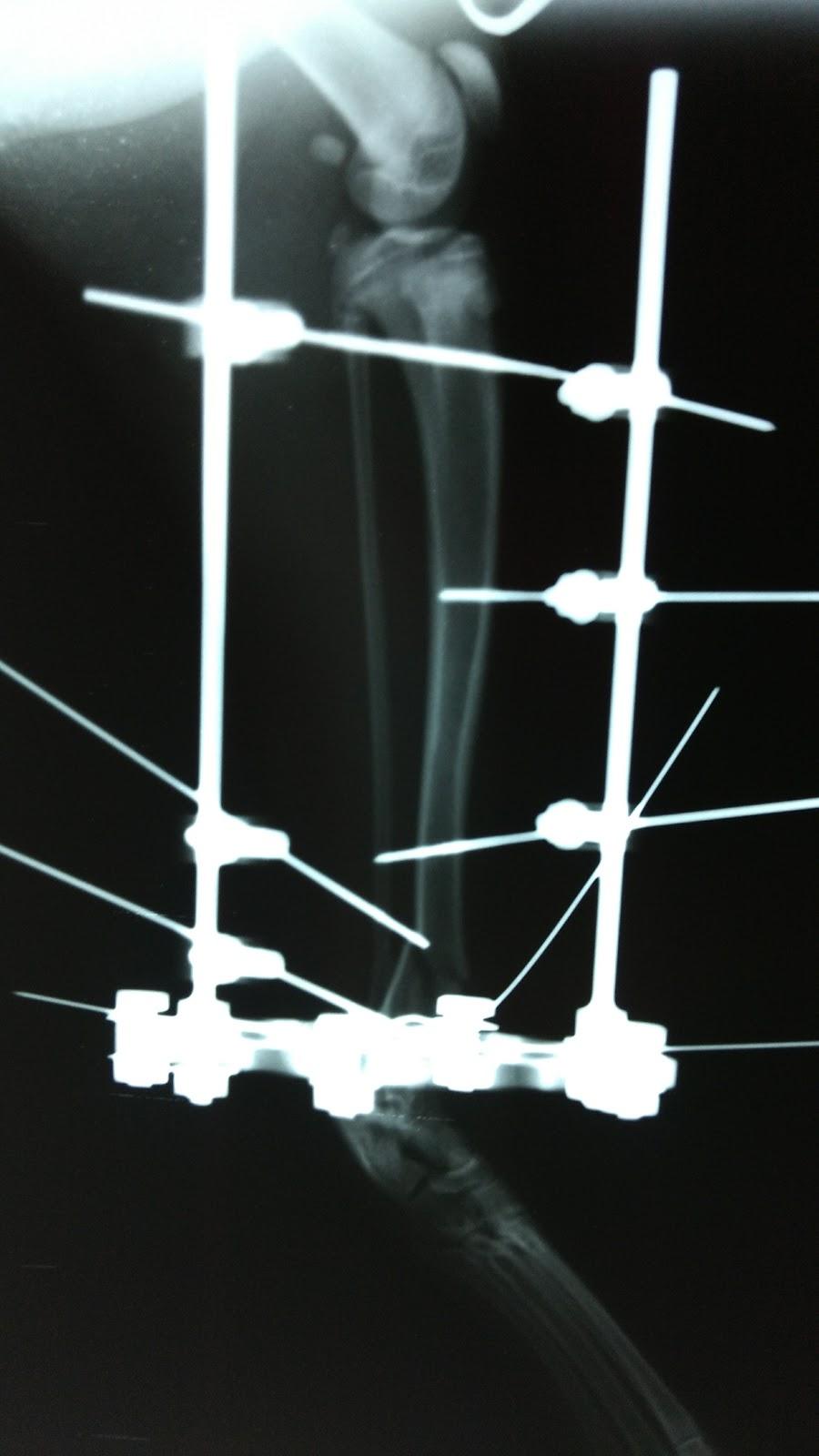 Veterinary Clinic Campo Verde