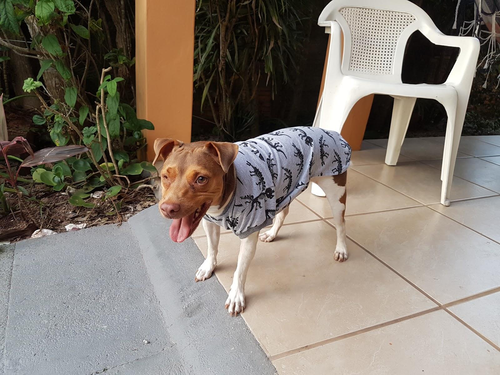 Solucão Pet Care - Pet Shop em Florianópolis