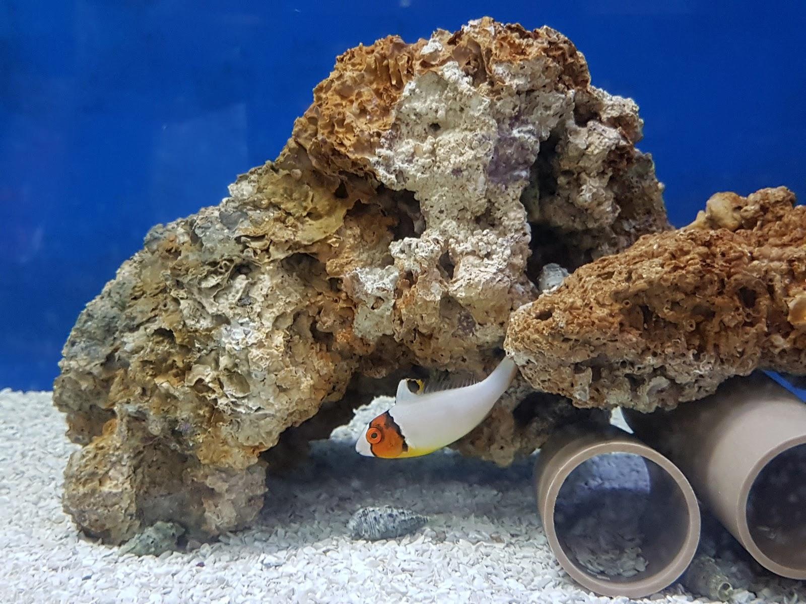 Fox Petshop e Aquarismo - Foto 4