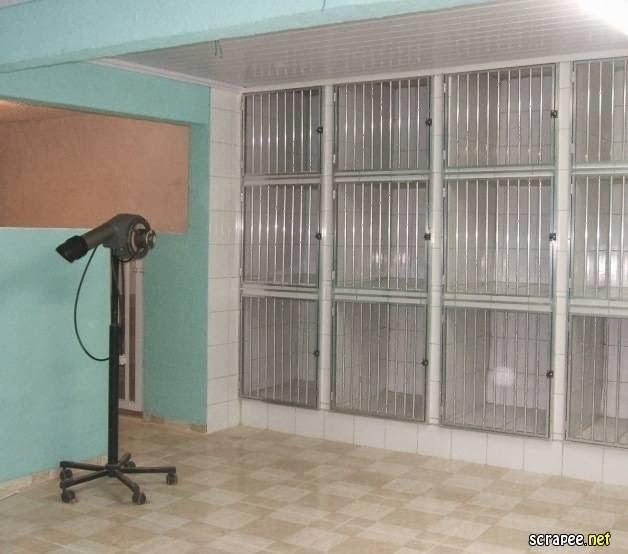 CLEBER BANHO E TOSA - Pet Shop em Petrópolis