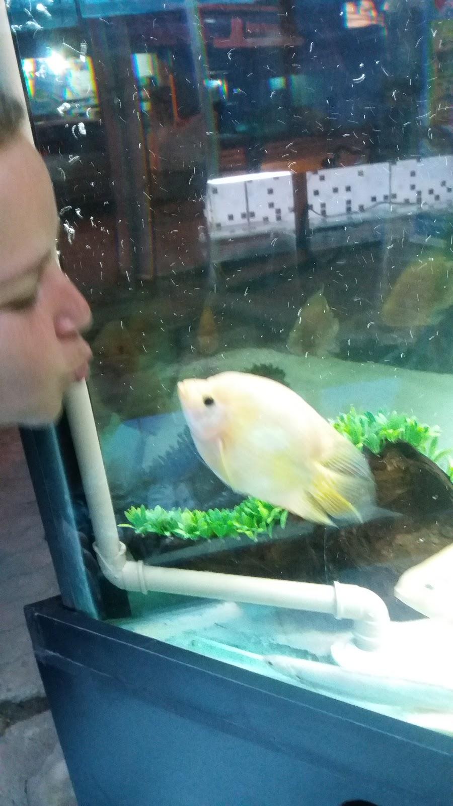 Pet Aquafish - Foto 4