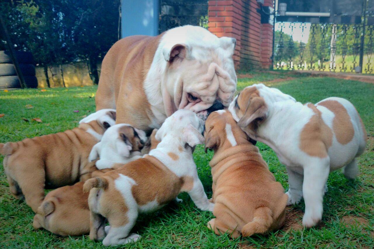Fair Puppies - Foto 5