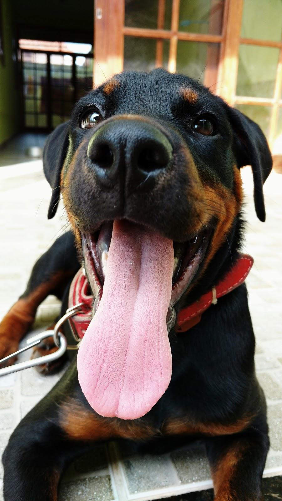 Clínica Veterinária Letícia Piccoli - Foto 3