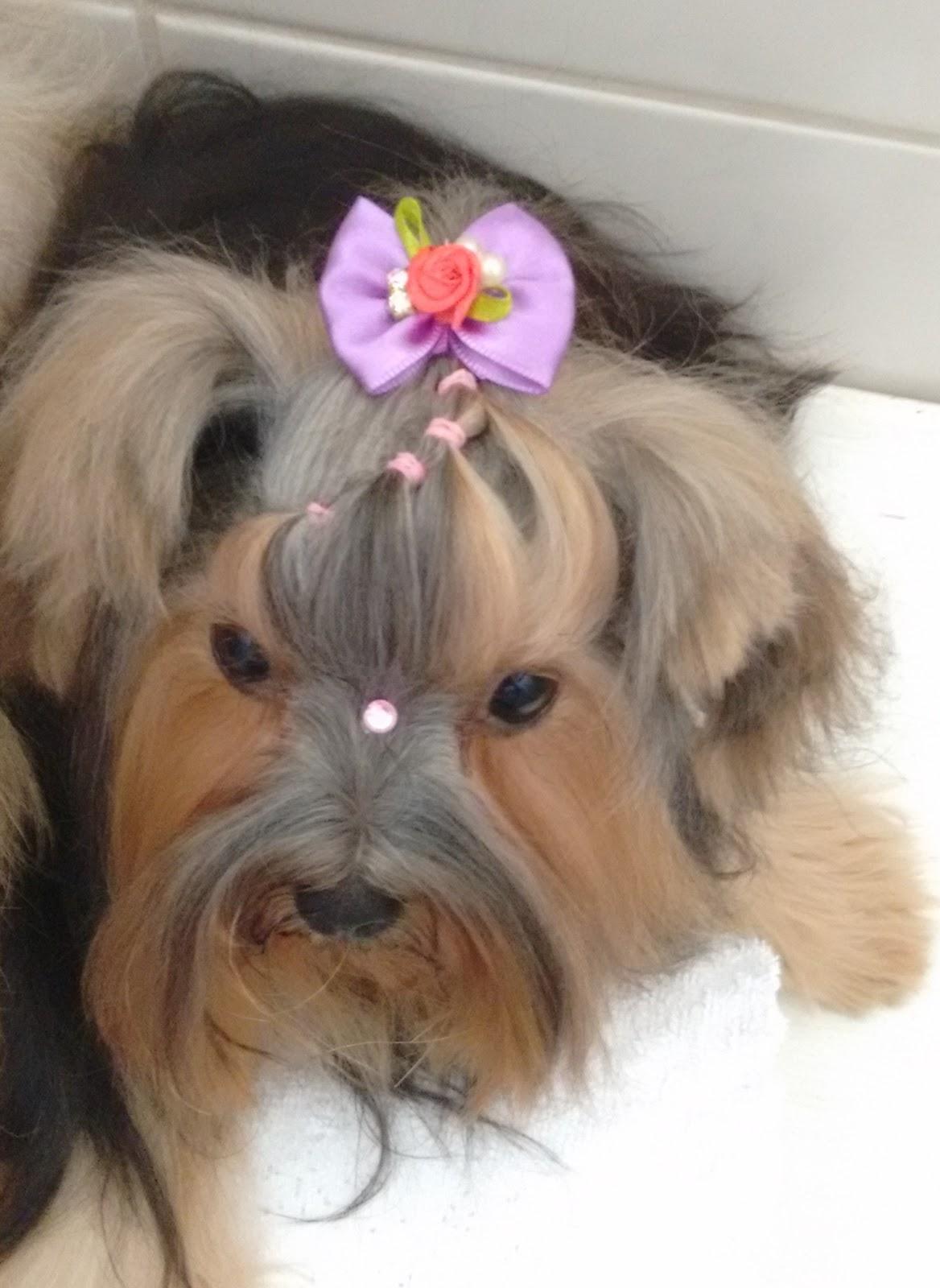 i9Dog - Estética Animal