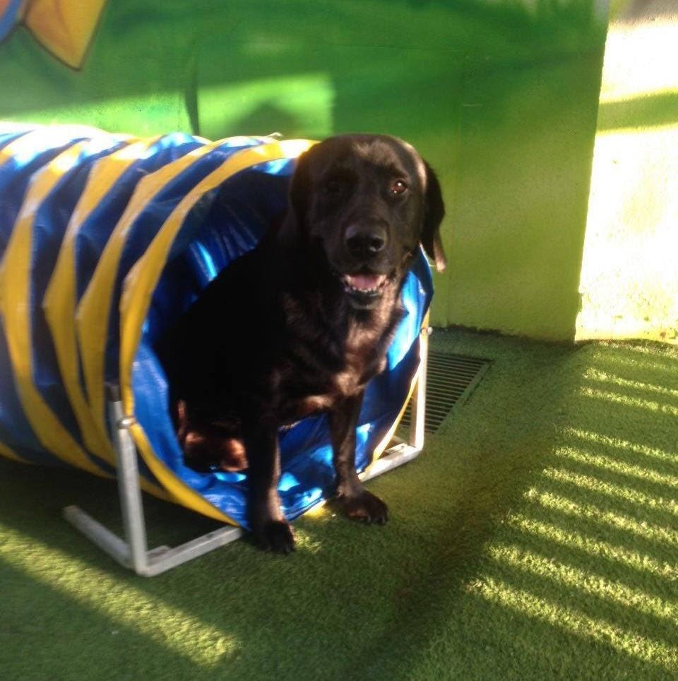 Estilo Dog Educação Canina | Santos