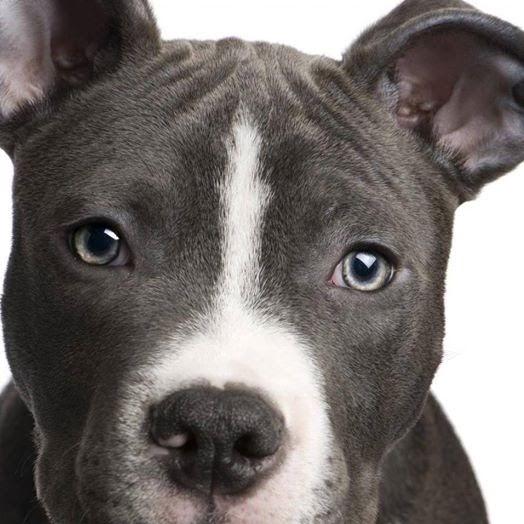 Medcão Clinica Veterinária