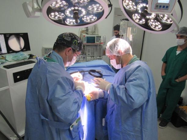 Ortoderm Especialidades Veterinárias - Ortopedia/Dermatologia/Radiologia/Cirurgias - Foto 4