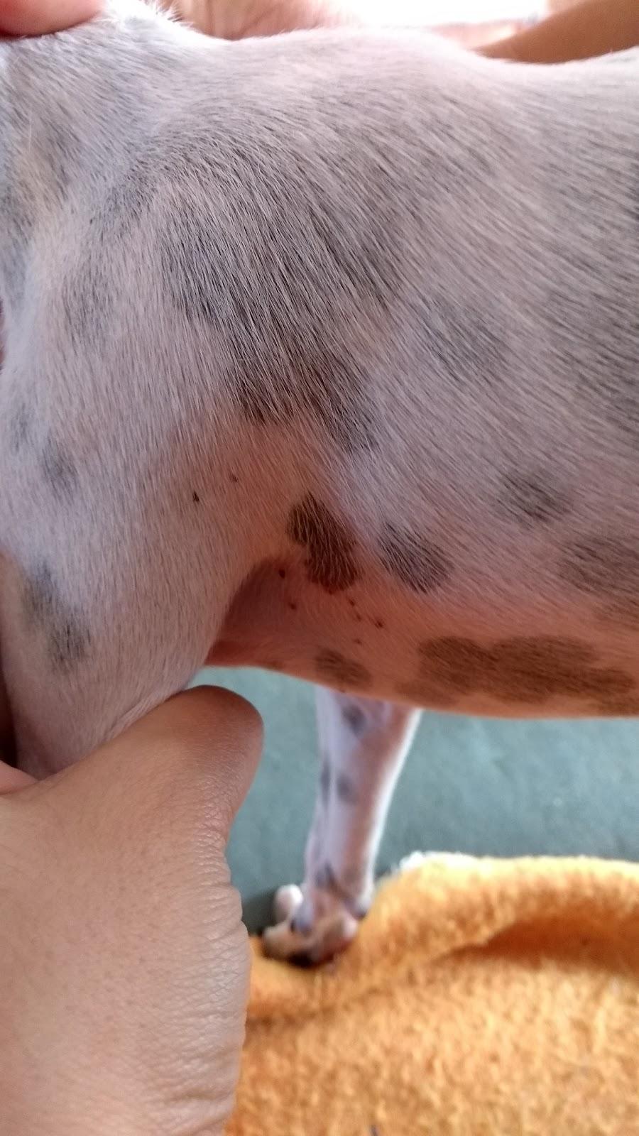 Fauna E Flora Pet Shop