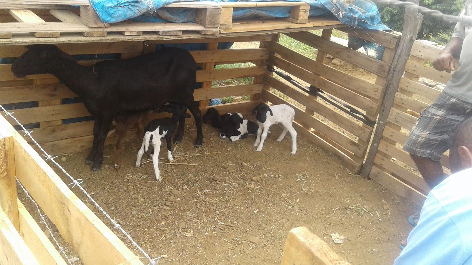 animalmed, Clínica Veterinária