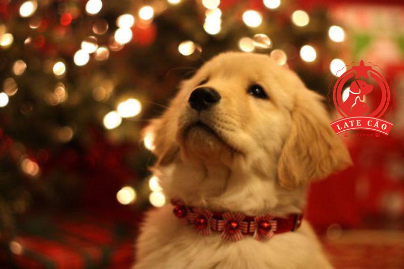 Late Cão Banho & Tosa