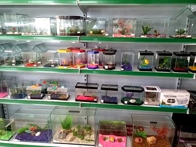 PET SHOW - SÃO MATEUS - ES