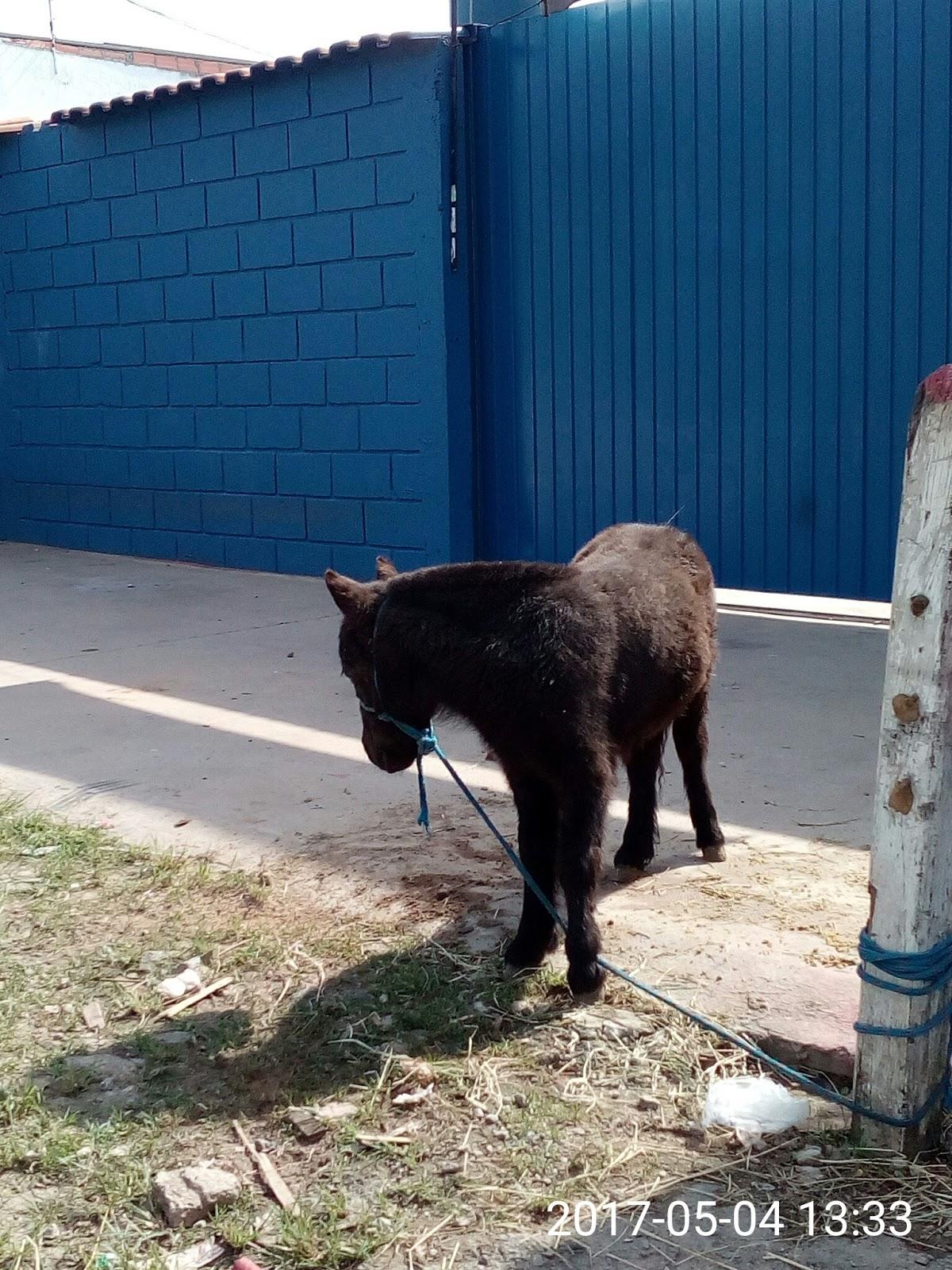 Pet Shop Rações Dantas