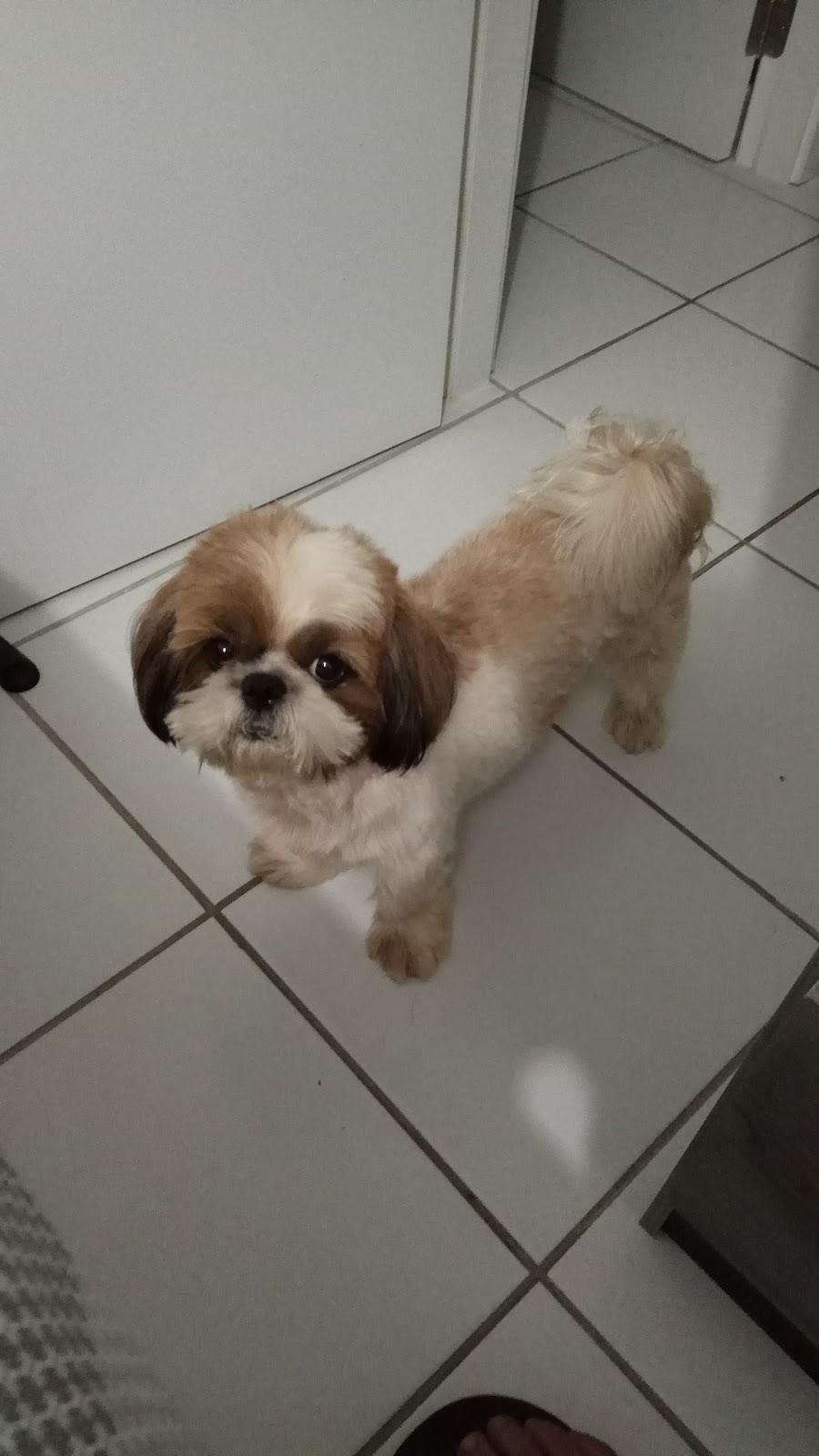 Natal Pet Center - Foto 3