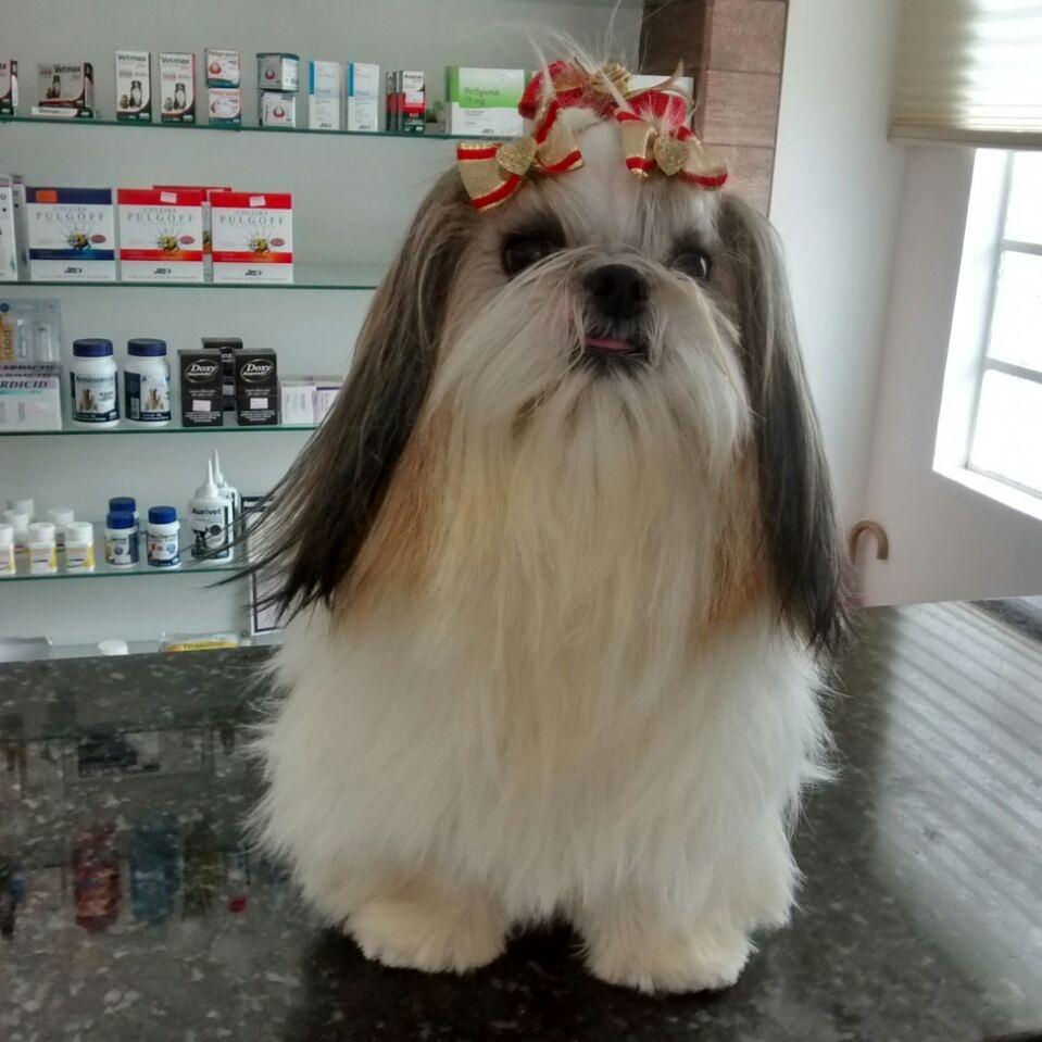Smart Pet clínica veterinária e pet shop - Foto 2