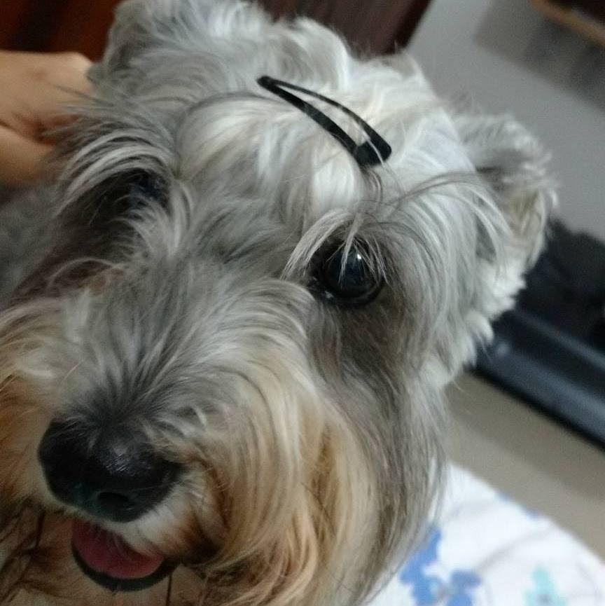 Trata Dog Veterinária - Pet Shop em Rondonópolis